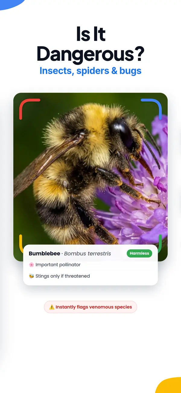 Lens AI app screen: check if an insect or spider is dangerous